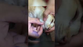 Cats Blackhead Removal [upl. by Anahcra948]