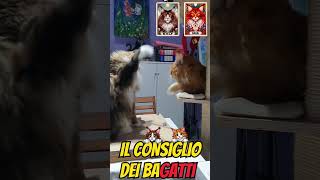 Il Consiglio dei BaGatti  Settimana dal 4 al 10 Novembre short tarocchi gatti mainecoon [upl. by Nnairda149]