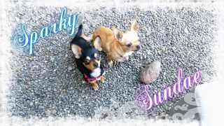 CUTE little 4 and 5 lb apple head Chihuahuas playing together [upl. by Consuela]