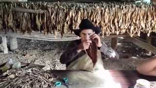 Cuban cigar rolling in Vinales Valley [upl. by Maag]