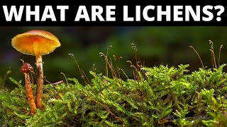 Do You Know What Are Lichens [upl. by Stoughton]