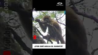 🐵¡El mono Carayá o Aullador monos [upl. by Roux]