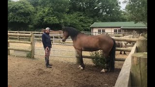 Terrified Horse is very hard to catch and needs my help [upl. by Ahsemaj]