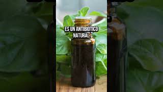 3 Sorprendentes Beneficios de Comer Oréganoquot orégano salud [upl. by Crow918]