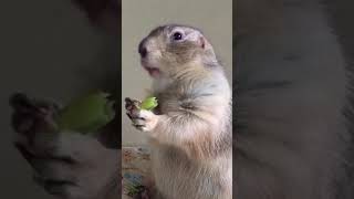 BEAVER like Rodent happily eating CHILLI piece [upl. by Mourant]