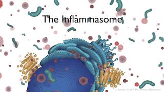 The Inflammasome signalling pathway [upl. by Dorwin]