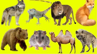 Learn English Names  Learn Zoo Animal Sounds for Kids [upl. by Akcirret756]