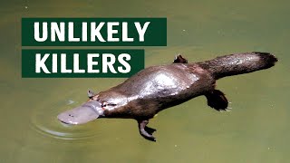 Australias Unlikely Killers That Might Actually Save Humans  Apex Predators Platypus Documentary [upl. by Connie760]