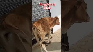 Stragglers in 2024 punjabisong rap minivloging trendingvideo [upl. by Rubens]