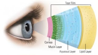 MEIBOMIAN GLAND 1928 [upl. by Minor]