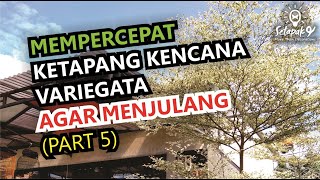 CARA MEMPERCEPAT Ketapang Kencana Variegata AGAR CEPAT MENJULANG part 5 [upl. by Zebedee]