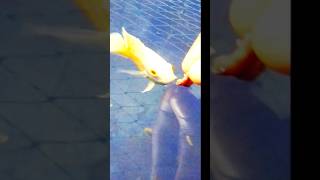 Water dog fish oscarfish feedshorts youtubeshorts [upl. by Ennayram]