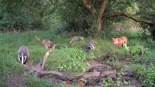 Foxes and Badgers Eating Together [upl. by Sinnek]