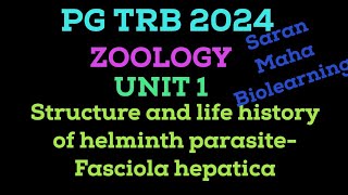 FASCIOLA HEPATICA  SHEEP LIVER FLUKE  TREMATODA  HELMINTH PARASITE  LIFE CYCLE OF FASCIOLA [upl. by Liscomb415]