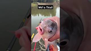 Wtf is this fishinglife fishtank fisherman fishvideo river aquarium catfish fish craft [upl. by Langer208]