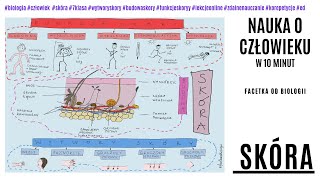 Budowa i funkcje skóry  Warstwy skóry  Wytwory skóry  Skóra  Biologia Darmowe korepetycje  7kl [upl. by Hairem163]