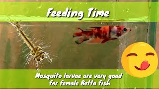 Betta fish eat mosquito larvae Feeding Time Nemo Candy Betta [upl. by Introk]