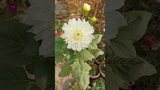 Daliya Phool my Gardens🌿 [upl. by Ocir]