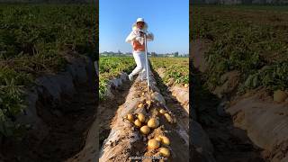 Digging Fresh Potatoes on The Farm  Harvesting Potatoes with Rural Farmer shorts satisfying [upl. by O'Donoghue]