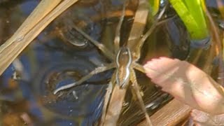 a giant water spider in burns Bog and tadpoles [upl. by Colwin977]