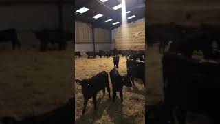 59 happy calves on one Heatwave Milk Warmer [upl. by Savell]