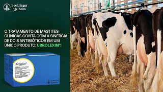 Ubrolexin®  Tratamento de Mastite Clínica em Vacas em Lactação [upl. by Leahplar]