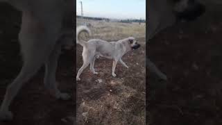 kangaldog doggerel dog doglover subscribe aboneol [upl. by Nisior]