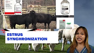 VET ENDO  Estrus Synchronization in Cattle  Student Output [upl. by Ggerg967]