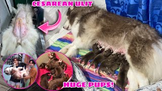 Meet Mishka amp Hercules’ Puppies  HUGE amp WOOLY  Husky Pack TV [upl. by Adiaros]