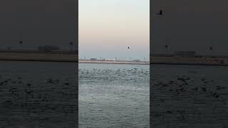 Birds migrating at jubail beach [upl. by Nodla]