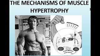 The Science of Muscle Hypertrophy  How the Muscles Grow Part II [upl. by Leihcey]