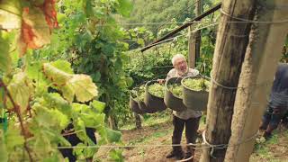 Conegliano Valdobbiadene il Regno del Prosecco Superiore  trueview spot [upl. by Araiek]