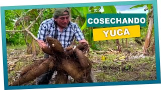 La mejor cosecha de yucas con don valentin [upl. by Phylis303]