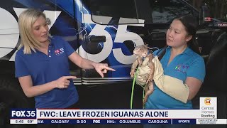 Falling iguanas in the forecast for Florida [upl. by Netsyrk923]