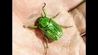 Hunting Giant Centipedes  Finding Beetles [upl. by Yemar]