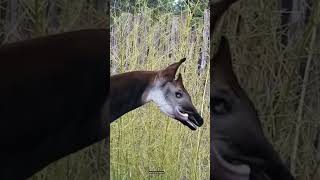 Okapi facts in hindi  Okapi amazing facts  facts okapi shorts [upl. by Enella]