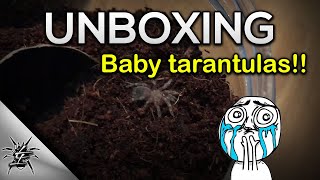 Tarantula sling unboxing 1 My first ever unboxing  L difficilis A geniculata B albopilosum [upl. by Dumm149]