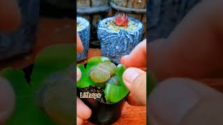 Lithops [upl. by Aicenat]