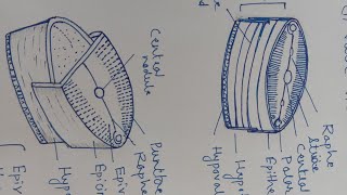 Frustule Structure of Pennate and Centric Diatoms  Dr Govind Kumar Barupal [upl. by Hna]