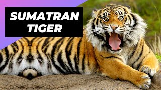 Sumatran Tiger 🐯 One Of The Most Endangered Animals In The Wild shorts [upl. by Sert]