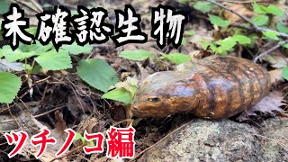 【未確認生物】幻の生き物quotツチノコquot見つけるまで帰れません！！！ [upl. by Erika]