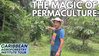 Epic Food Forest Tour Abundant Fresh Fruits amp Vegetables After 1 Year [upl. by Warder]