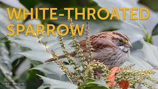 Whitethroated Sparrow Songbird Surprises [upl. by Lenod]