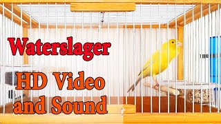 Master Malinois Waterslager canary singing  Canary’s most powerful song  کناري وتر سلاجر [upl. by Taam657]