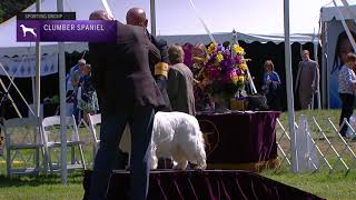 Spaniels Clumber  Breed Judging 2021 [upl. by Tarsus176]