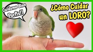 Cómo CUIDAR un LORO ❓ Alimentación Jaulas baños Higiene Veterinario [upl. by Mooney685]