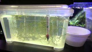 Part 5 How to hatch Nothobranchius Rachovii killifish and new killifish species [upl. by Floss]