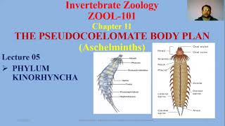 Phylum Kinorhyncha Roundworms Aschelminths [upl. by Sherj]