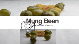 The Hidden World of Mung Beans A Macro Exploration ചെറുപയർ 😀 [upl. by Millburn750]