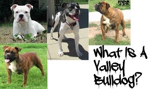 Introducing The Valley Bulldog [upl. by Esirahc]